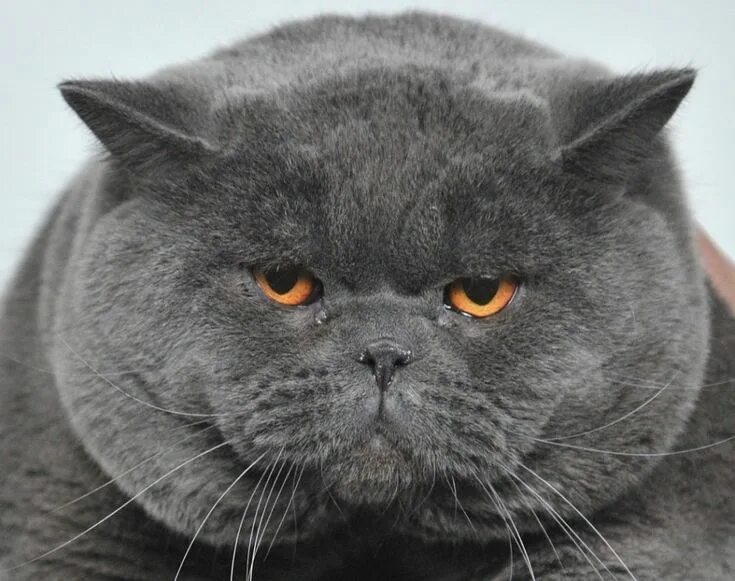 Многоликое котэ: larf - ЖЖ