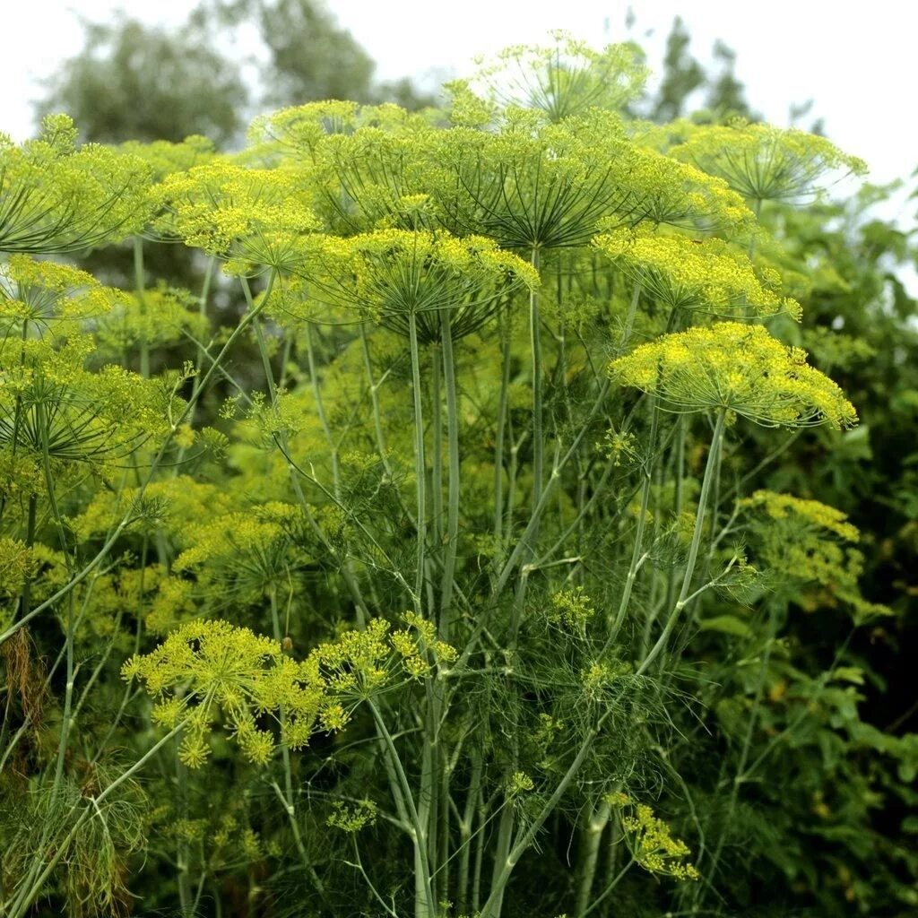 Укроп огородный Anethum graveolens. Фенхель обыкновенный. Фенхель зонтичные. Фенхель обыкновенный куст. Укроп какое растение