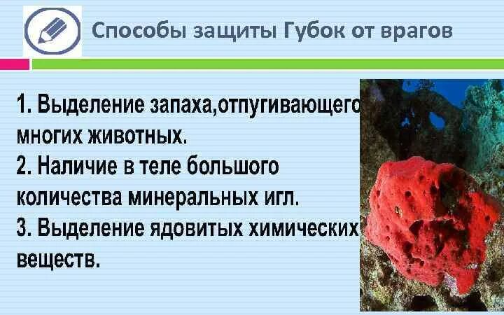 Прикрепленный образ жизни биология 5 класс. Защита губок от врагов. Три способа защиты губок. Три способа защиты губок от врагов. Губки биология.