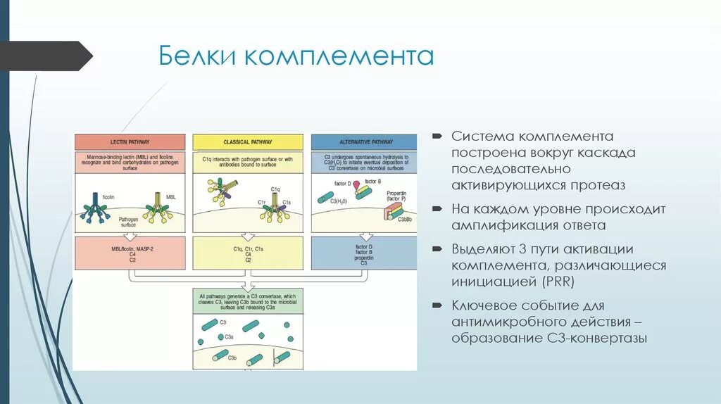 Комплемент иммунитет. Система комплемента микробиология. Система комплемента строение иммунология. Функции системы комплемента иммунология. Белок системы комплемента с5а.