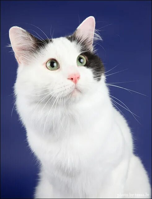 Кошка султана. Турецкий Ван питомник. Трехцветная Ванская кошка. Турецкий Ван с зелеными глазами. Турецкий Ван мери с зелеными глазами.