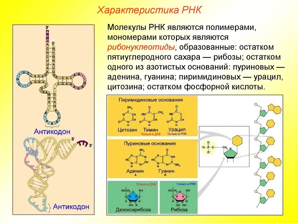Строение полимера РНК. Характеристика строения РНК. Функции молекулы РНК. Характеристика рибосомальной РНК.