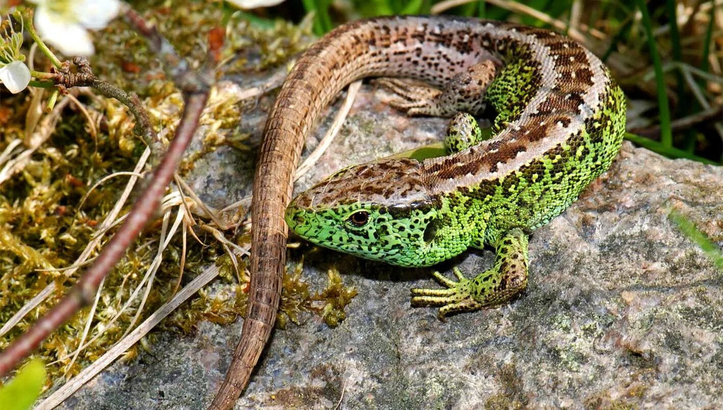 Ящерица перенос. Прыткая ящерица Lacerta Agilis. Ящерица прыткая горнокрымская. Ящерица прыткая (лат. Lacerta Agilis). Ящерица прыткая (Lacerta Agilis Linnaeus).