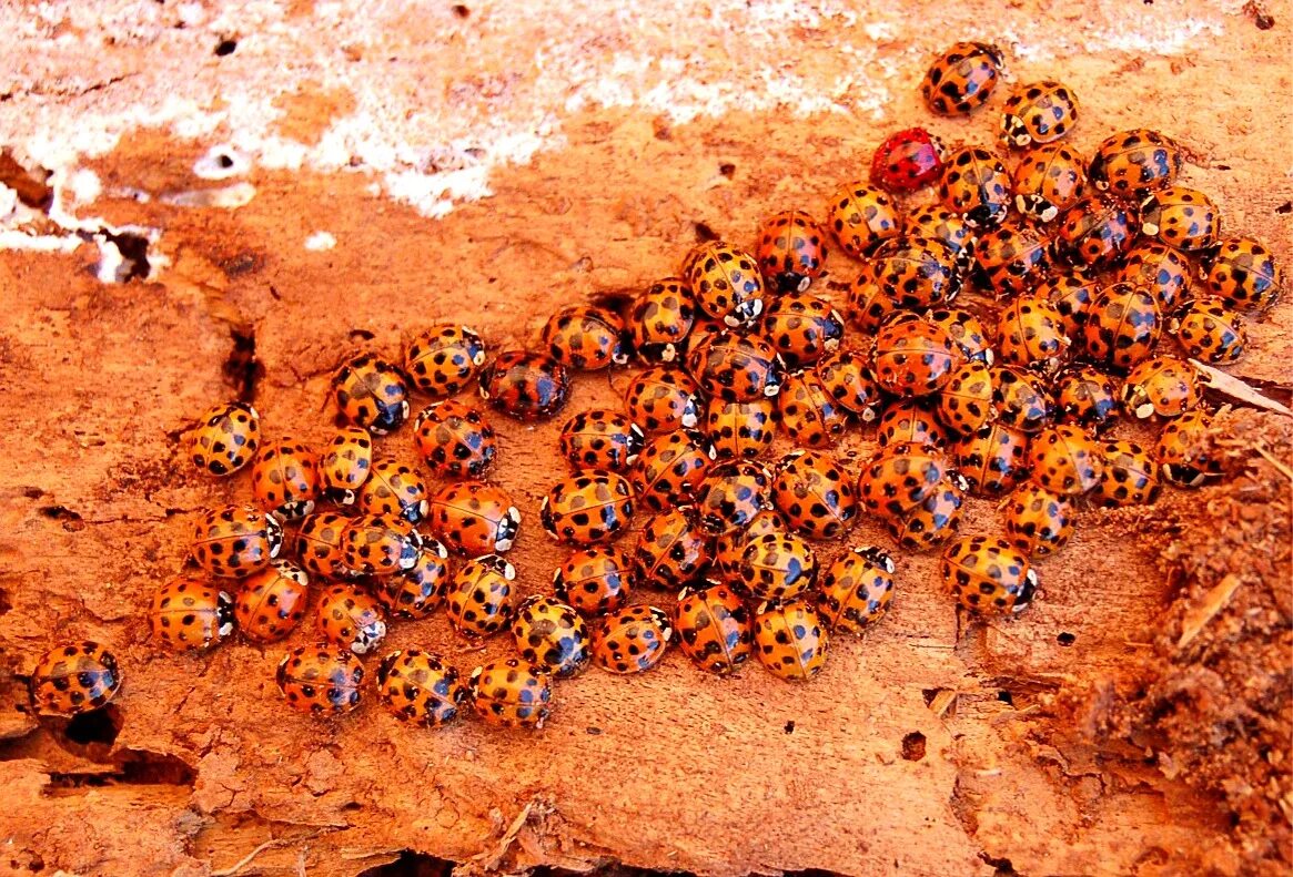 насекомые в зимней спячке. насекомые в спячке. насекомые зимой. насекомые прячутся осенью. жук короед долгоносик.