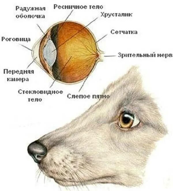 Строение глаза собаки схема. Строение зрительного анализатора млекопитающих. Анатомическое строение глаза собаки. Строение зрительного анализатора собаки. Слезная железа у собак