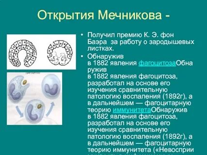 Ученый открывший явление фагоцитоза