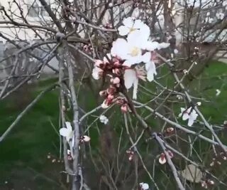 Приход апреля