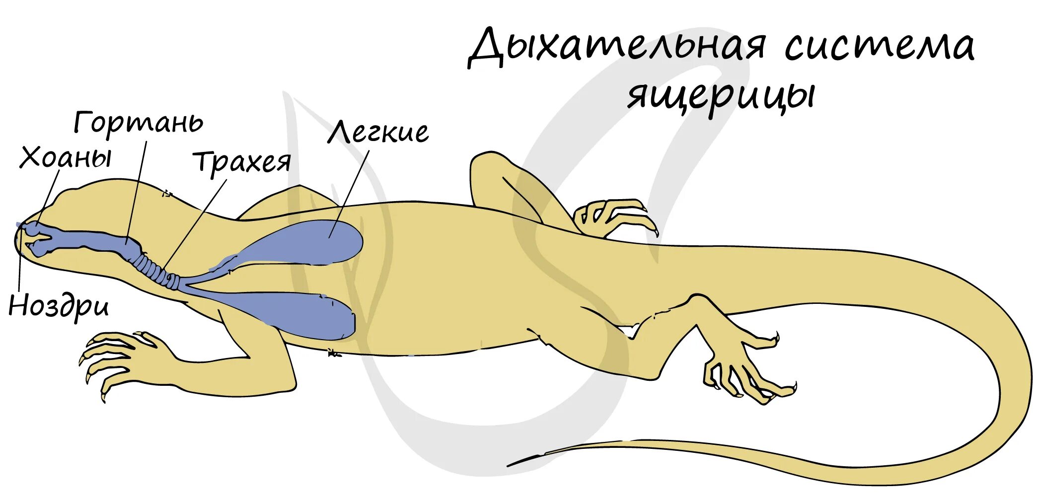 Орган дыхательной системы ящерицы. Дыхательная система пресмыкающихся. Пресмыкающиеся дыхательная система система. Дыхательная система пресмыкающихся 7 класс. Дыхательная система ящерицы схема.