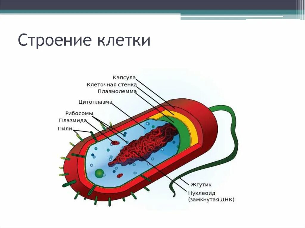 Оболочка клетки прокариота. Прокариотическая клетка bacteria. Прокариотической (бактерии). Клетка биология прокариот. Строение прокариотической клетки.