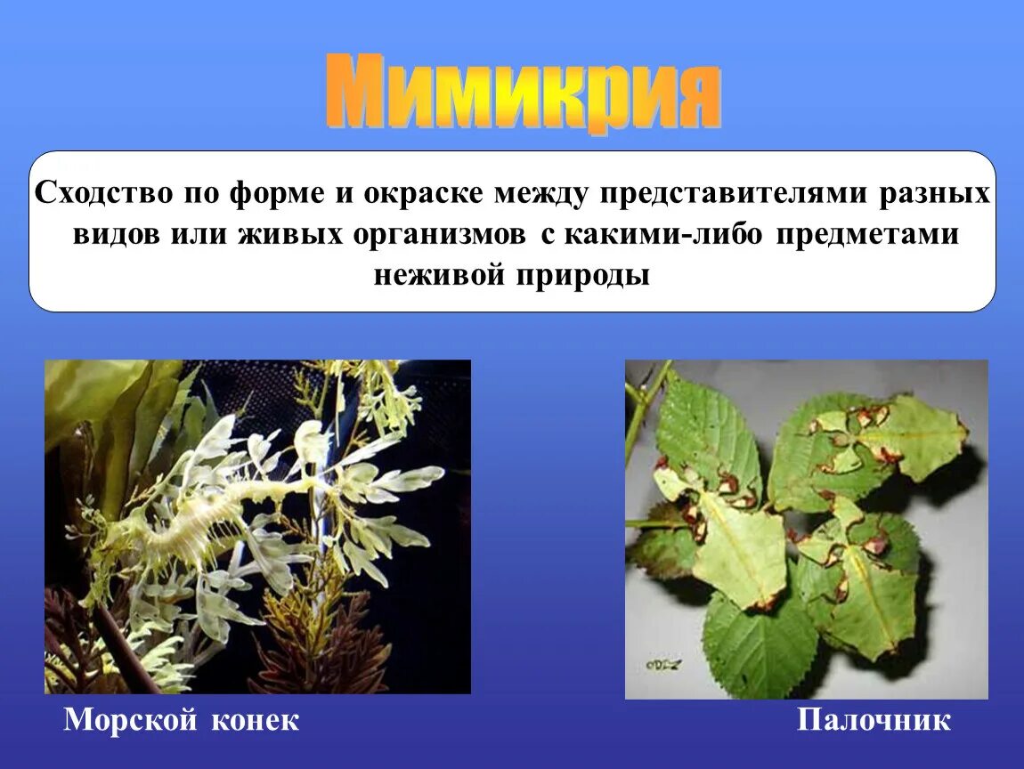 Приспособленность организмов Мимикрия. Покровительственная окраска примеры растений. Мимикрия это в биологии. Мимикрия у растений.