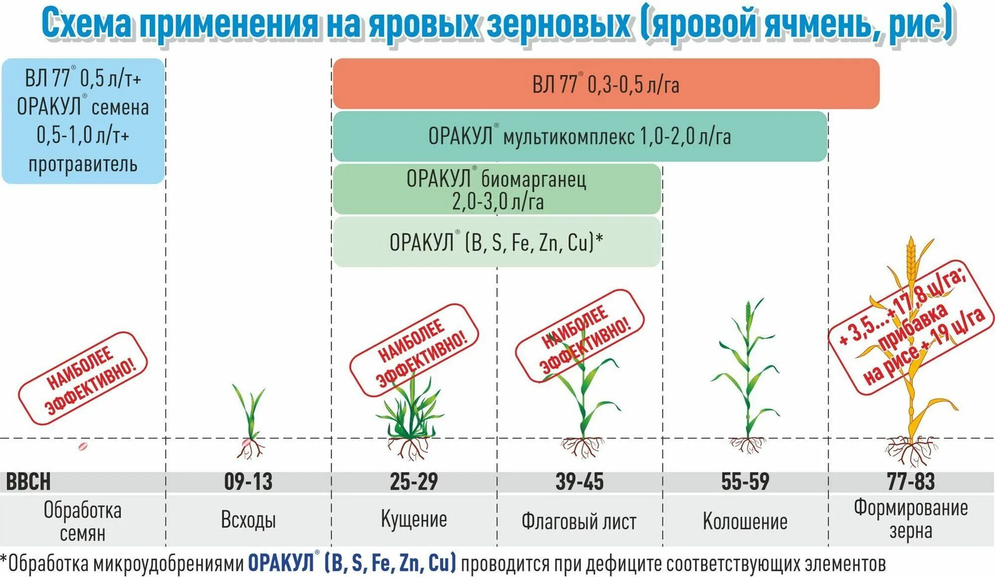 Температура вегетации. Схема подкормки озимой пшеницы. Листовая подкормка пшеницы карбамидом. Этапы вегетации озимой пшеницы. Внекорневые подкормки озимой пшеницы.