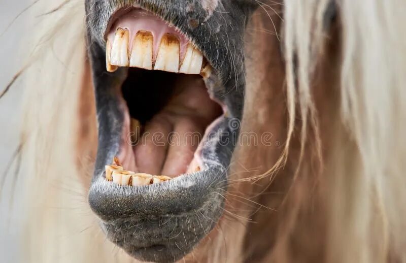 Лошадь ржет. Horses mouth. Horses mouth. Открытый рот лошади. Ноздри коня.