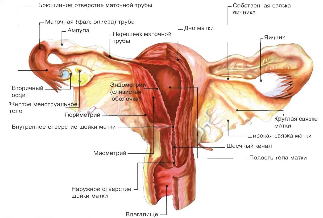 Строение женских органов картинки. Строение матки с придатками. Внутреннее Анатомическое отверстие матки. Маточная труба внутреннее строение. Строение матки и придатков анатомия.
