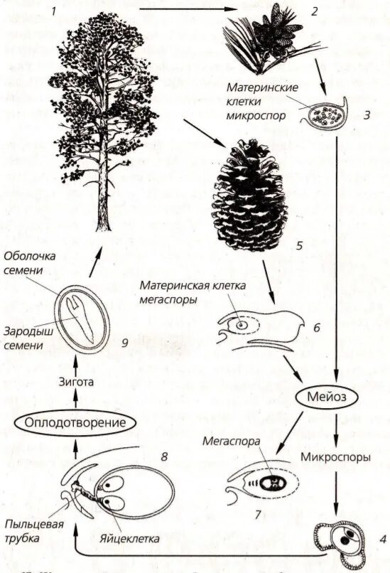 Жизненный цикл голосеменных растений сосна схема. Жизненный цикл голосеменных растений схема. Размножение голосеменных растений схема. Жизненный цикл голосеменных ЕГЭ.
