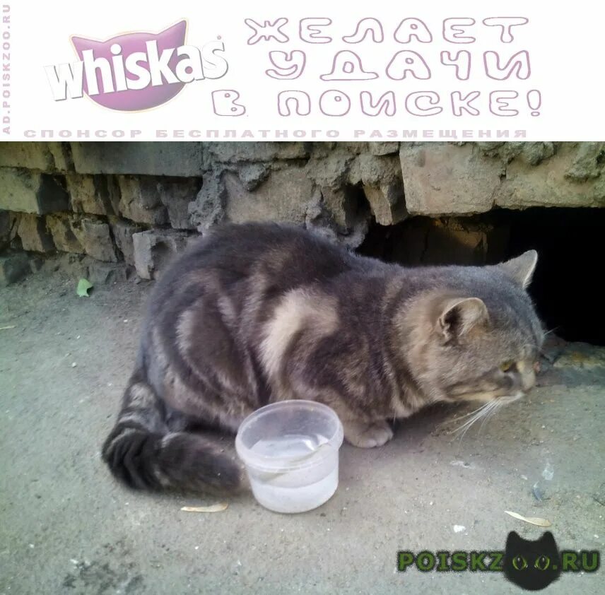 Кот красноярска. Найден кот красноярск. Кот стёпа. Найден кот красноярск. Красноярская кошка.