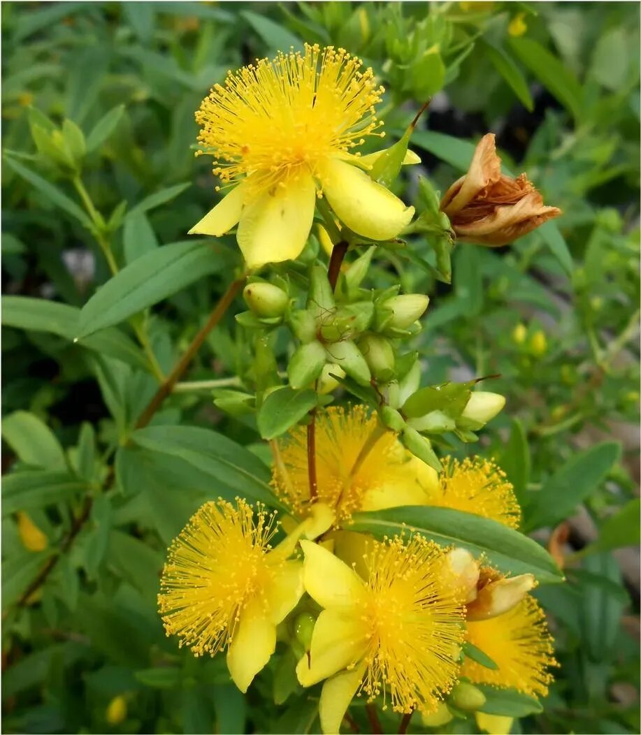 Зверобой похожие. Hypericum prolificum. Зверобой садовый. Зверобой бабка хамелеон.