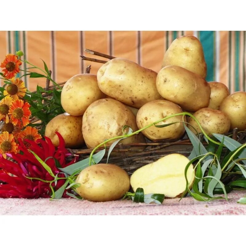 Колетте картофель характеристика отзывы. Картофель Лабадия. Картофель Лабадия описание. Картофель семенной Айл оф Джура. Высокоурожайные сорта картофеля.