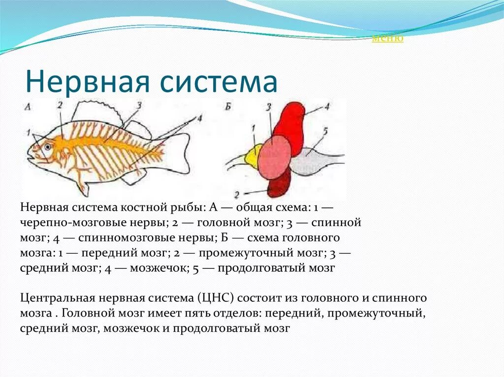 Костные рыбы строение нервной системы. Нервная система костной рыбы 7 класс. Нервная система костных рыб схема. Нервная система костной рыбы рис 116.