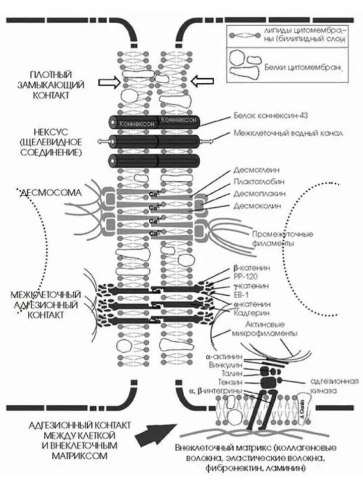 Межклеточные соединения функции. Типы клеточных контактов. Простые межклеточные контакты строение. Контакты между клетками функции. Межклеточные соединения таблица.
