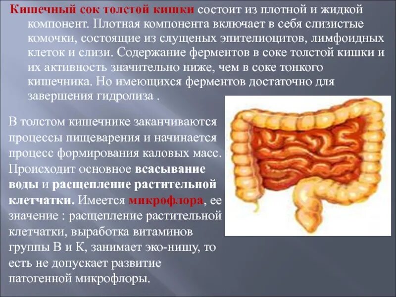 Значение толстой кишки. Кишечный сок в толстой кишке. пищеварительный сок толстого кишечника. сок толстого кишечника функции. толстый кишечник пищеварительный сок.
