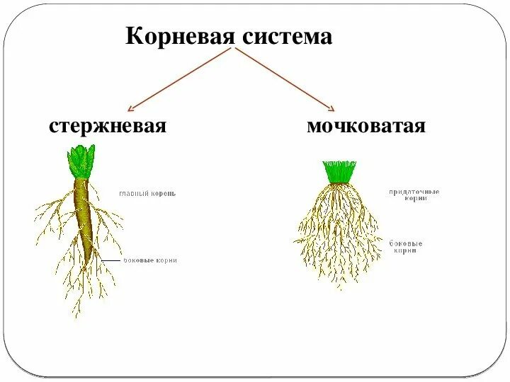 Схема стержневой и мочковатой корневых систем. Мочковатая корневая система. Мочковатая корневая система это в биологии 6 класс. Типы корневых систем стержневая и мочковатая.