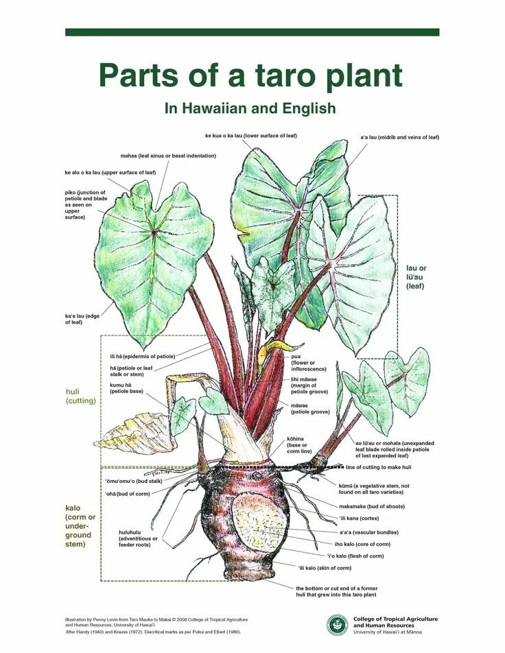 Taro Plant. Алоказия клубни. Алоказия схема.