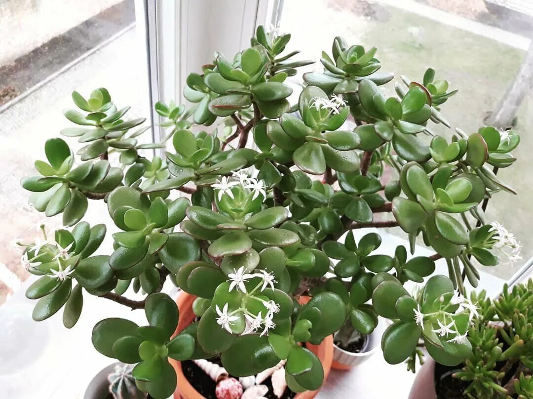 почему денежное дерево называют денежным