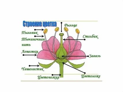 Какие органы являются генеративными