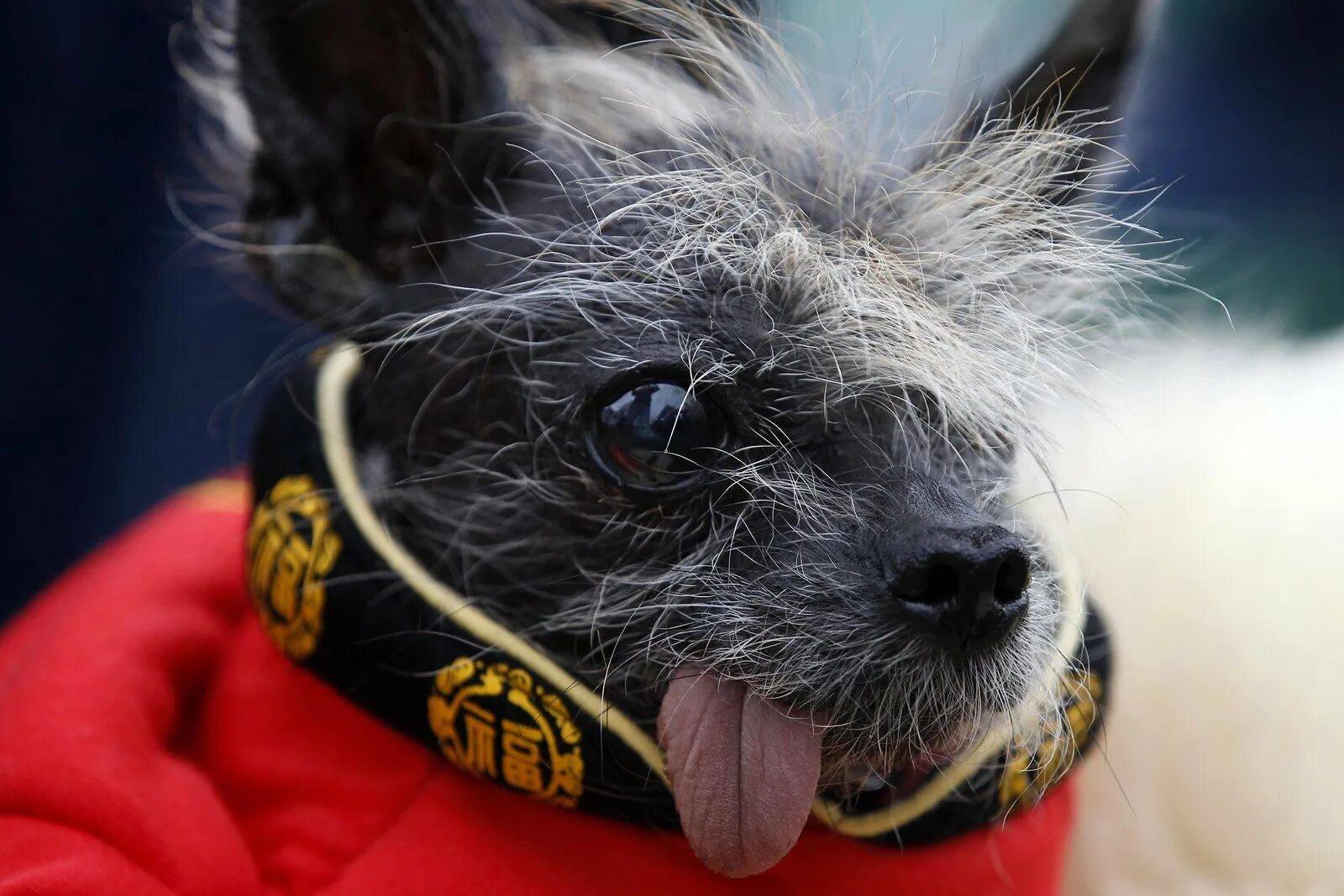 Китайская хохлатая магли. Китайская хохлатая собака страшная. Самая уродливая собака в мире. Самая страшная собака в мире фото. Страшные собаки в мире