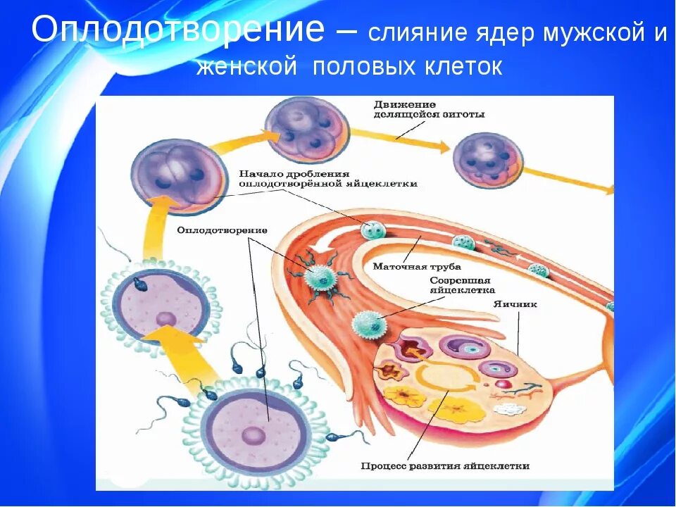 Процесс оплодотворения яйцеклетки схема. Этапы развития оплодотворенной яйцеклетки. Схема процесса оплодотворения человека. Образование и движение оплодотворенной яйцеклетки.