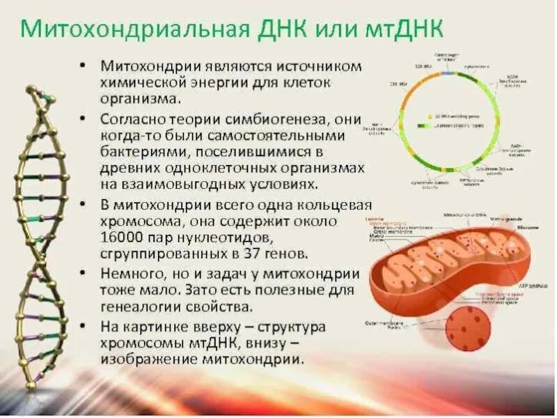 Днк имеется в митохондриях