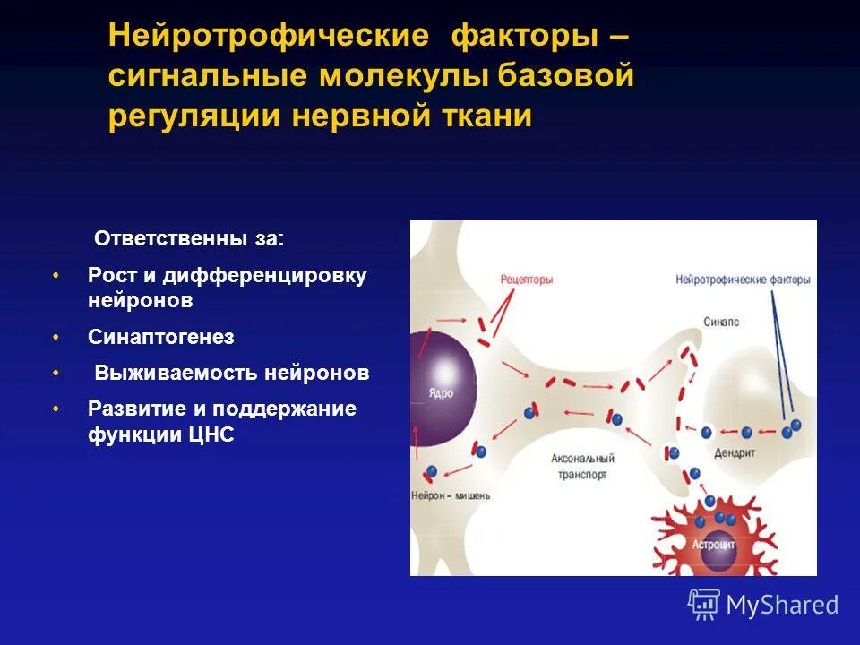 Сигнальный фактор это. Нейротрофические факторы. Концепция нейротрофических факторов. Нейротрофические факторы роста. Нейротрофический фактор мозга.