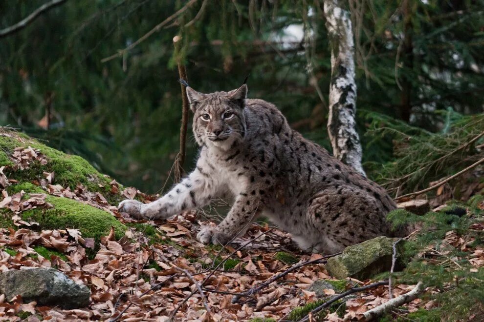 Рысь — Lynx Lynx. Ильменский заповедник Рысь. Рысь европейская обыкновенная. Рысь в субтропиках.