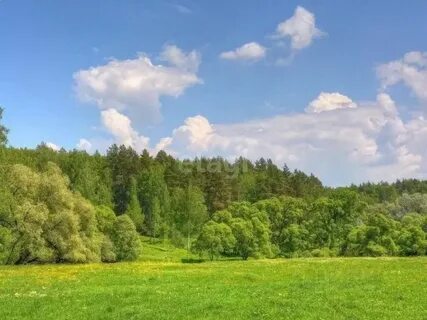 Тихая опушка киров