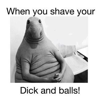 When you shave your dick and balls t3hwin.com.