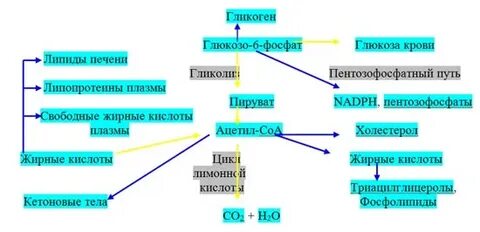 Метаболизм түрлері
