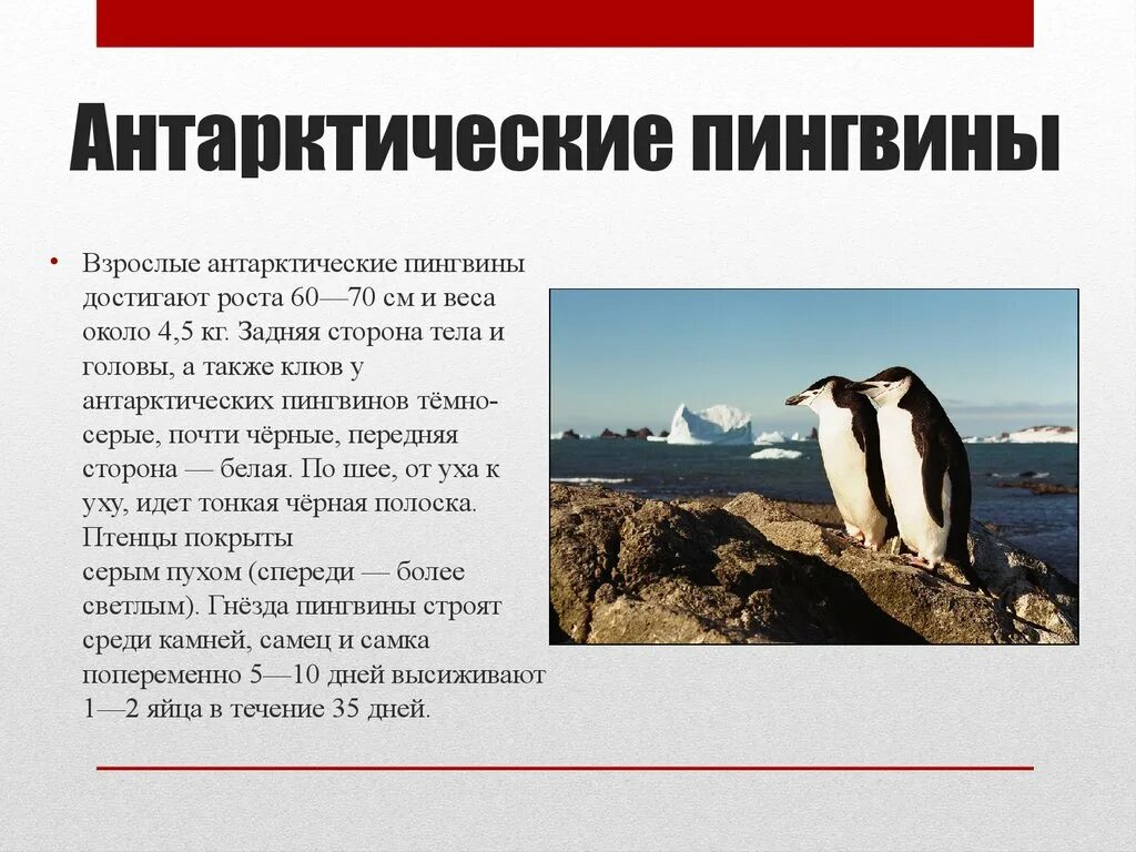 Как изменится численность императорских пингвинов и тюленей. Рост взрослого пингвина. виды пингвинов презентация. происхождение пингвинов. интересные факты о пингвинах презентация.