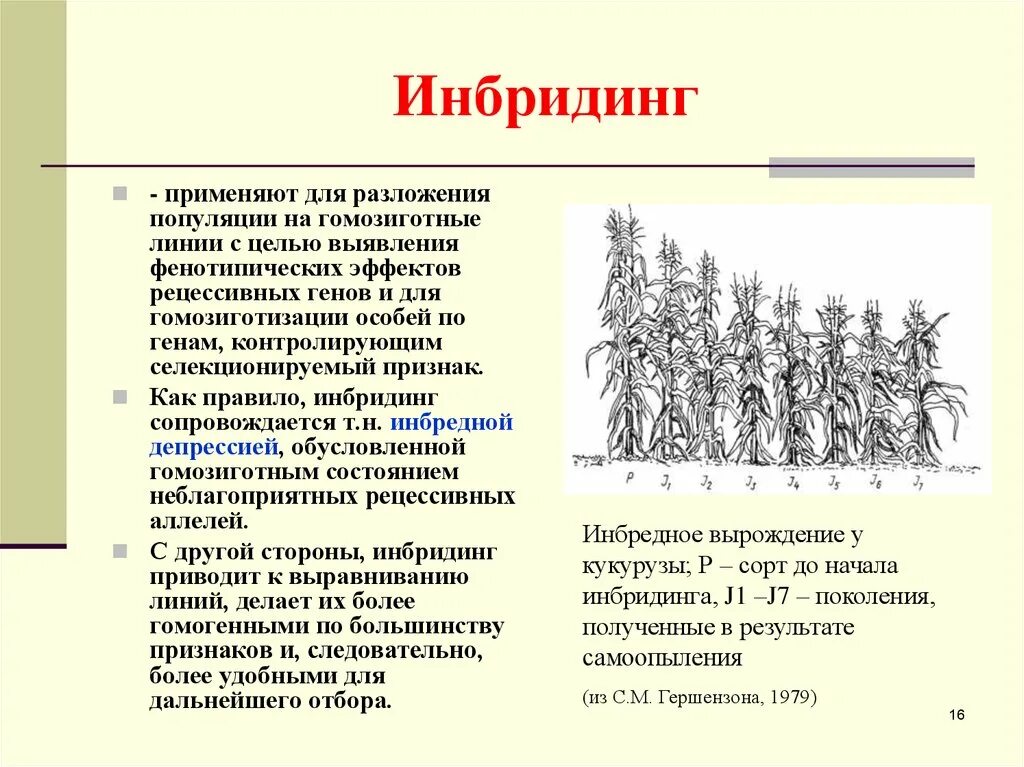 Гибридизация близкородственное скрещивание. Инбридинг. Инбридинг растений примеры. Инбридинг близкородственное скрещивание. Примеры инбридинга в селекции.