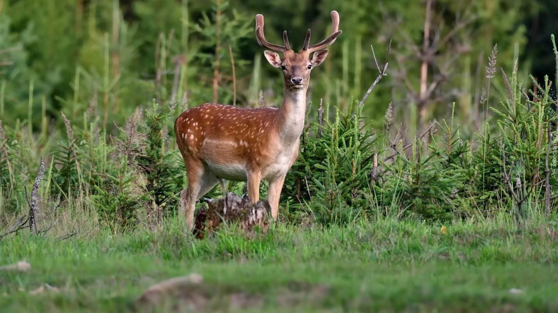 Заповедник пятнистых оленей. Заповедник пятнистых оленей. Лазовский заповедник уссурийский пятнистый олень. Ильменский заповедник пятнистый олень. Уссурийский пятнистый олень.