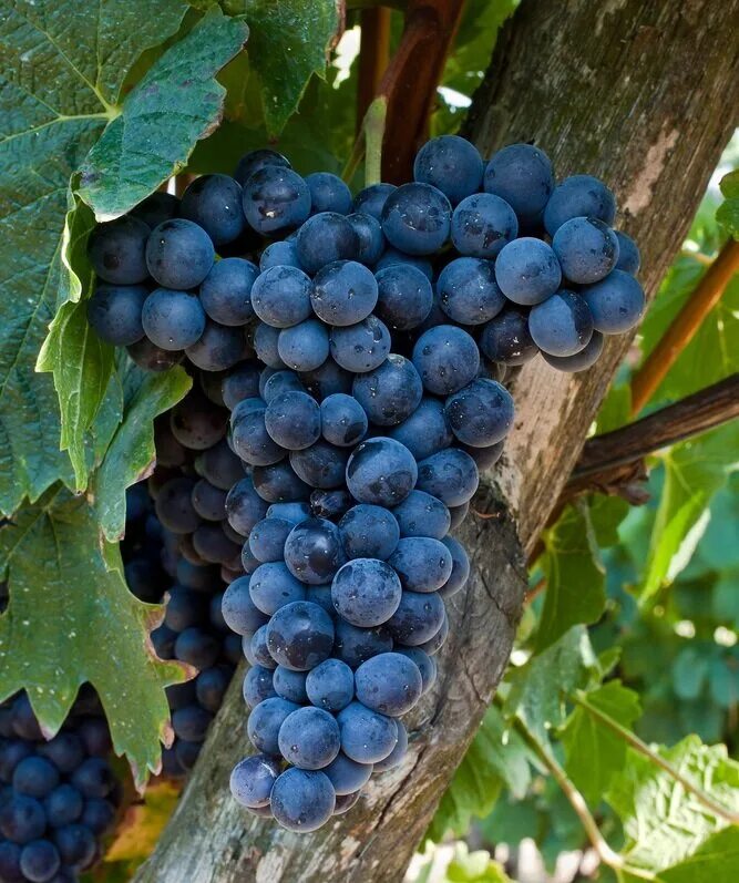 Сорт виноградного вина. Виноград винный (v. vinifera). Виноград Бракетто. Виноград Амарал. Барбера сорт винограда.