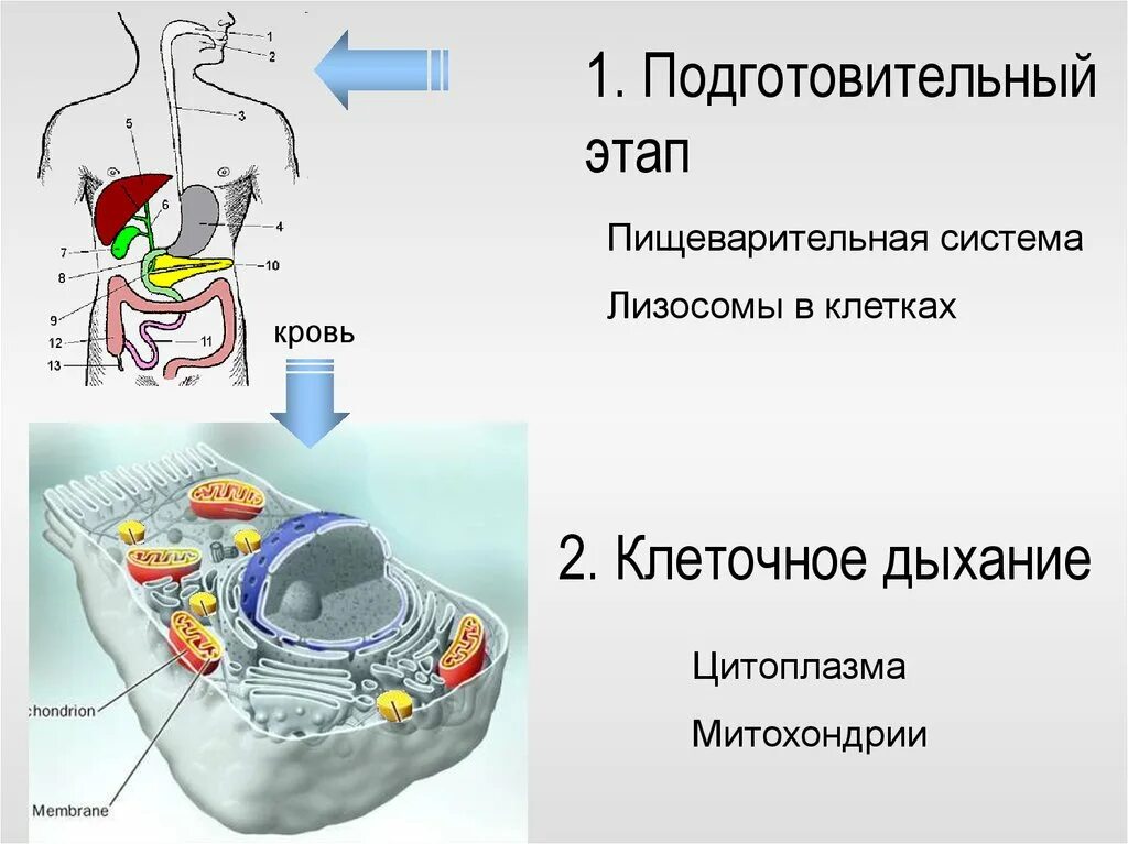 Изменения дыхания клеток. Подготовительный этап клеточного дыхания. Дыхание клетки подготовительный этап. Этапы клеточного дыхания подготовительный этап. Подготовительный клеточного дыхания подготовительный этап.