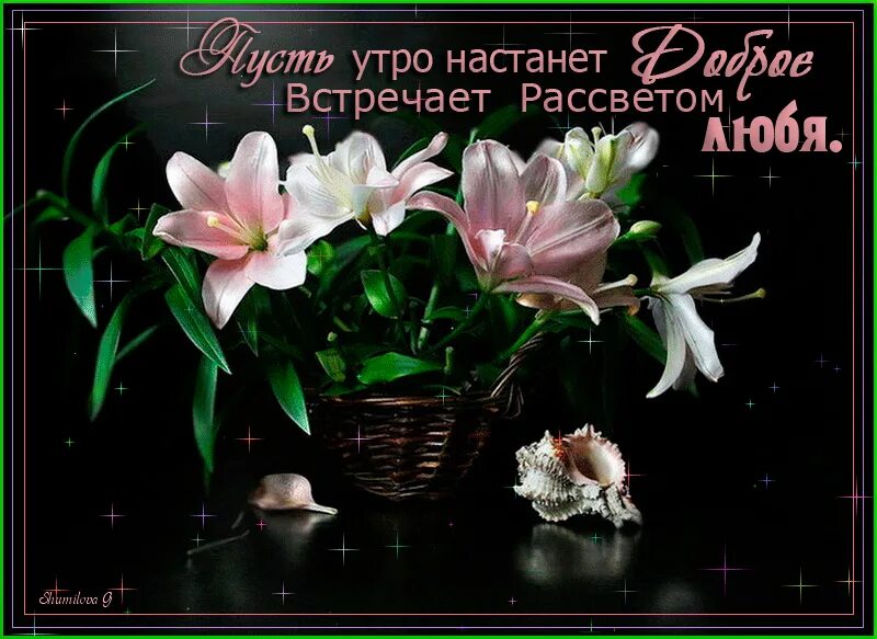 натюрморт с лилиями. бросал под вечер лилии. лилии вечером. ночная лилия цветок. лилия цветок.