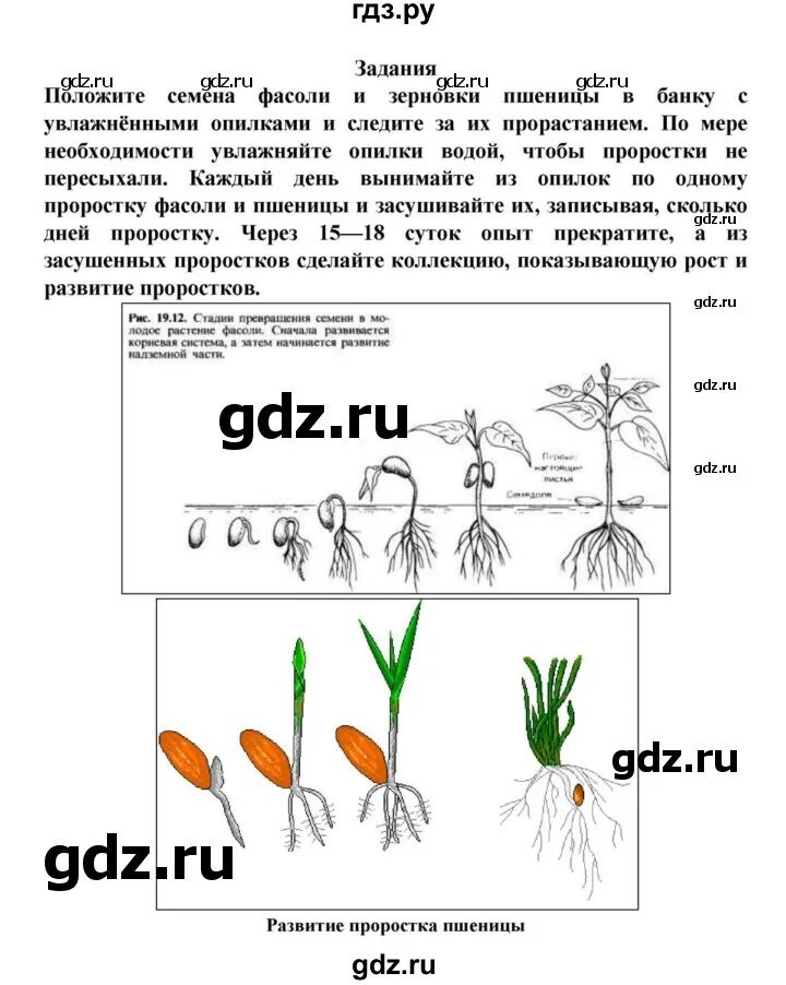 Практическая работа прорастание семян 6 класс