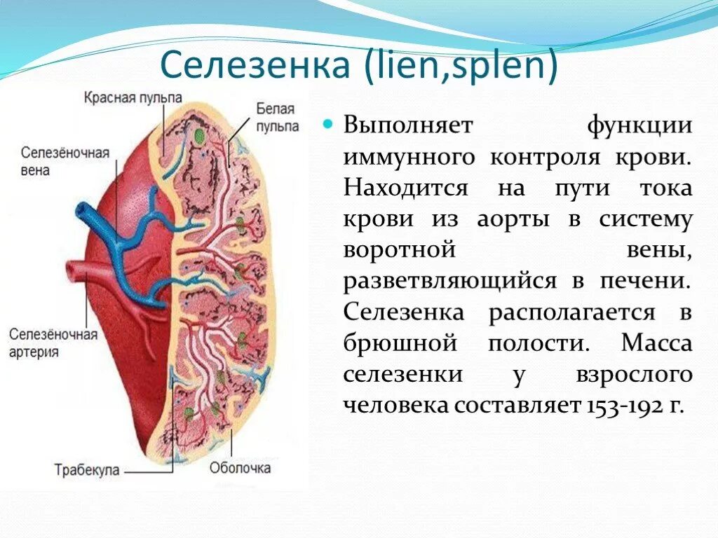 Система селезенки