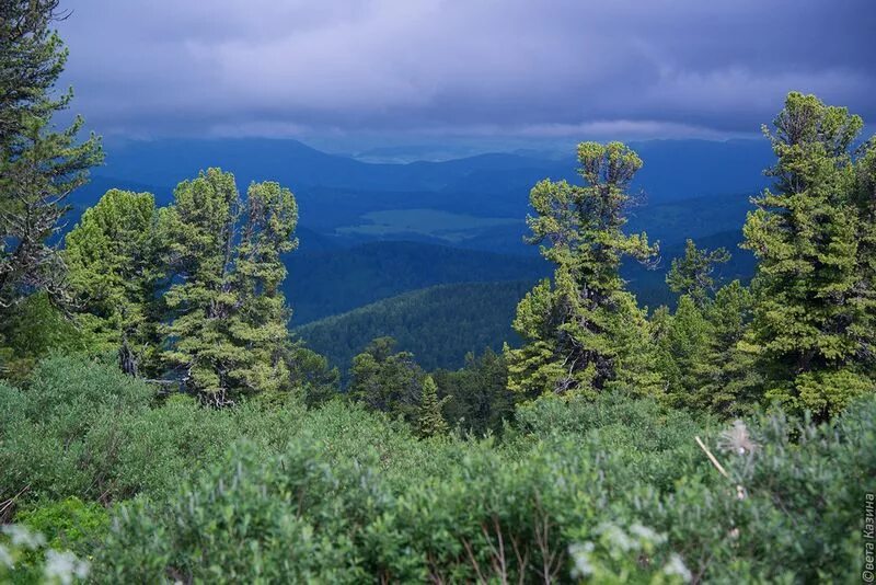 горный кедр. реликтовый кедр горный алтай. алтайский кедр дерево. горный кедр. кедр горный алтай.