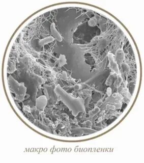 Биопленка полости рта
