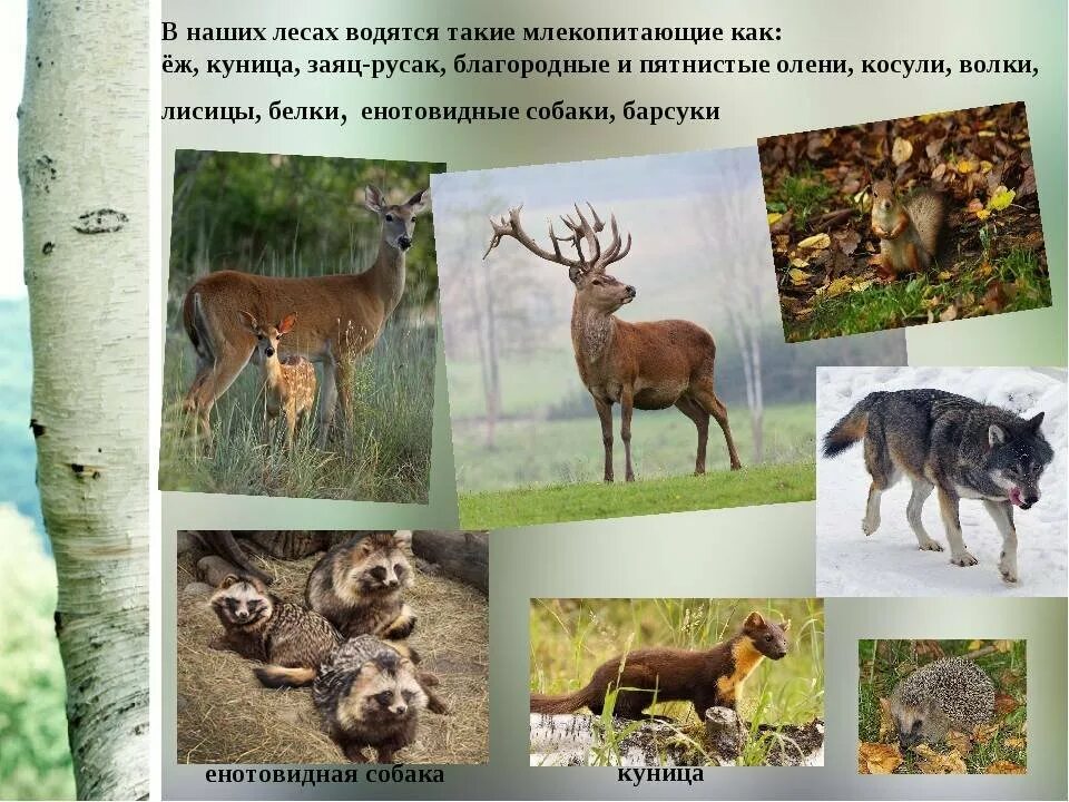 Животный мир воронежского края. Животный мир воронежского биосферного заповедника. Воронежский биосферный заповедник бобры. Животный мир воронежского биосферного заповедника. Обитатели воронежского заповедника.