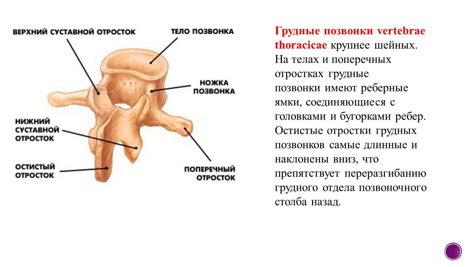 Тело нечленистое округлое поперечное. Поперечный и остистый отросток позвонка. Поперечный отросток л2 позвонка. Остистый отросток. Остистые отростки позвонков.