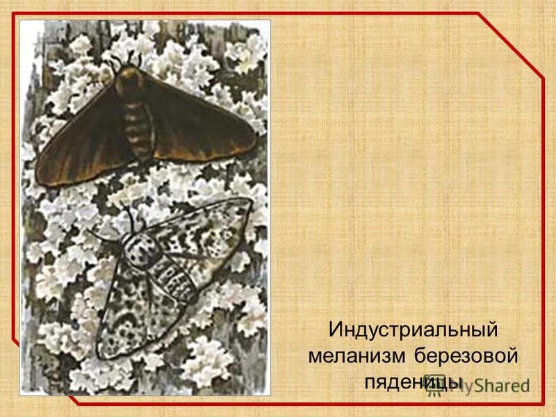 Промышленный меланизм бабочки березовой пяденицы. Березовая пяденица индустриальный меланизм. Индустриальный меланизм у березовой пяденицы. Индустриальный меланизм у березовой пяденицы. Индустриальный меланизм у березовой пяденицы.