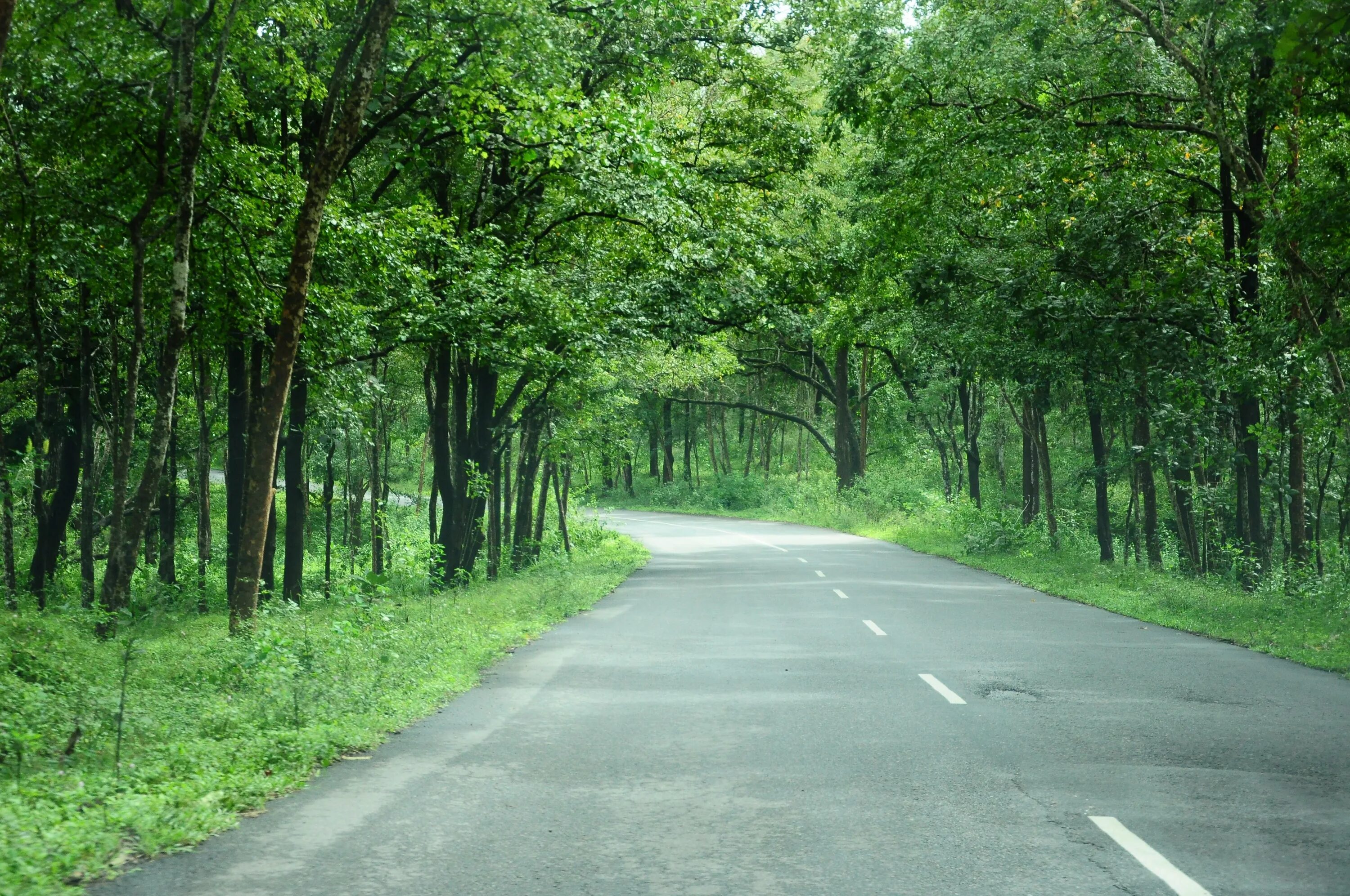 Forest side